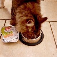 photo de livraison pour Les Pattes de l'Espoir 