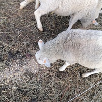 photo de livraison pour Au Bonheur Animal
