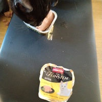 photo de livraison pour Chats Grains d'Amour