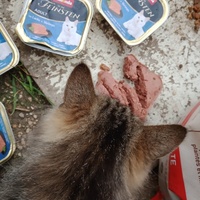 photo de livraison pour Les Chats-Pitresdelavi-Ste