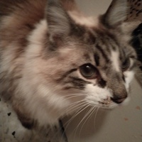photo de livraison pour Chats Grains d'Amour