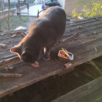 photo de livraison pour Cat Miaou
