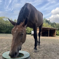 photo de livraison pour Association Equi’souffle