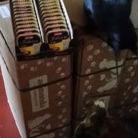 photo de livraison pour Les chats libres de Caro