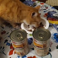 photo de livraison pour Les Chats Libres de la Canterrane