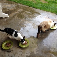 photo de livraison pour Association Des  Chats  De Hyeres
