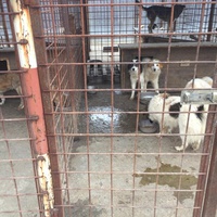 photo de livraison pour Save & Hope for Dogs