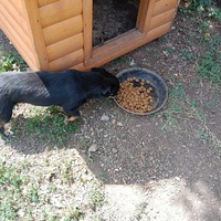 photo de livraison pour Serbian Society for the Protection of Animals - SSPA