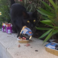 photo de livraison pour Coursan Chats