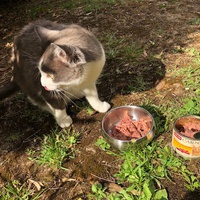 photo de livraison pour L'Arche des Amis à pattes