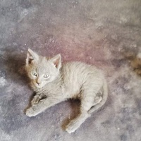 photo de livraison pour Les Pattes de l'Espoir 
