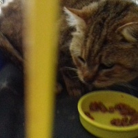 photo de livraison pour Pour l'Amour des Chats