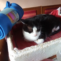 photo de livraison pour Chats Oubliés