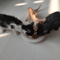 photo de livraison pour Truffes sans Toit