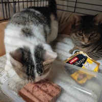 photo de livraison pour Les Chats de la Rue