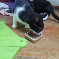 photo de livraison pour Les Buddy Chats
