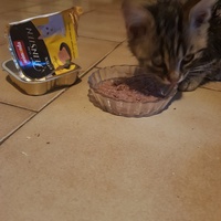 photo de livraison pour Des Cœurs pour les Pattes du 93