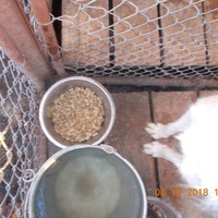 photo de livraison pour Pro Animals Finland ry