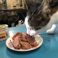 photo de livraison pour The Funny Farm Cat Rescue