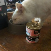 photo de livraison pour Patounes de Chats
