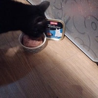 photo de livraison pour Chats La La de Valreas