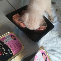 photo de livraison pour Les Chats libres de Calvisson