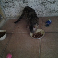 photo de livraison pour L'Assist'Aux Chats