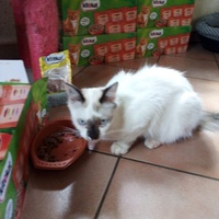 photo de livraison pour Jardin des Chats