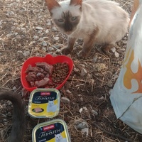 photo de livraison pour Les Chats-Pitresdelavi-Ste