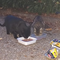 photo de livraison pour Ecole du Chat de Poitiers