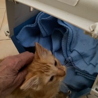 photo de livraison pour Les Chats Libres Condom 32
