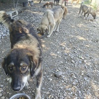 photo de livraison pour Svetlana Bjelogrlic