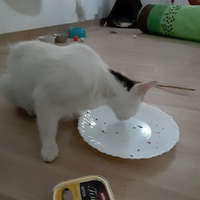photo de livraison pour Bien vivre avec les Chats Sallélois