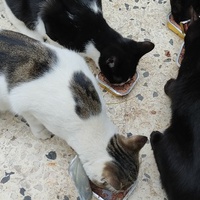 photo de livraison pour Les Chats Libres d'Estagel