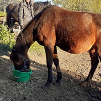 photo de livraison pour Association hippique du Caroux