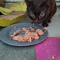 photo de livraison pour Protect Cat