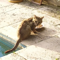 photo de livraison pour ANIMAL ATTITUDE