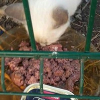 photo de livraison pour Les Chats-Pitresdelavi-Ste