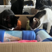 photo de livraison pour Association C.A.T.S. Chat Animal Terrien Solidarité