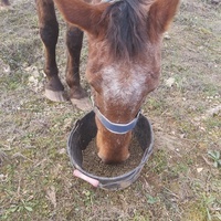 photo de livraison pour Equi-Libre : Droit à la Retraite Equine