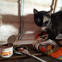 photo de livraison pour Chats errants du val du crenu