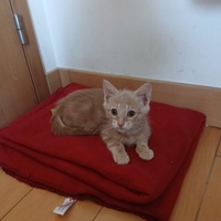 photo de livraison pour Les Chats de la Rue