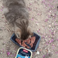 photo de livraison pour Les Chats-Pitresdelavi-Ste