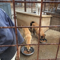 photo de livraison pour Save & Hope for Dogs
