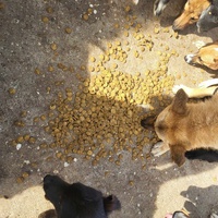 photo de livraison pour Nobody's Dog France