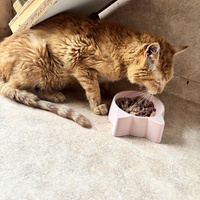 photo de livraison pour Les Chats de Marsillargues