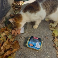 photo de livraison pour Les Chats Libres de Nimes Agglo