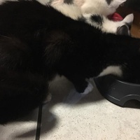 photo de livraison pour Adopt un Poilu