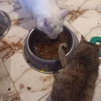 photo de livraison pour Comme Chiens et Chats Maroc