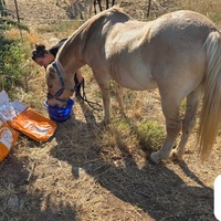 photo de livraison pour La Retraite des Chevaux des Causses